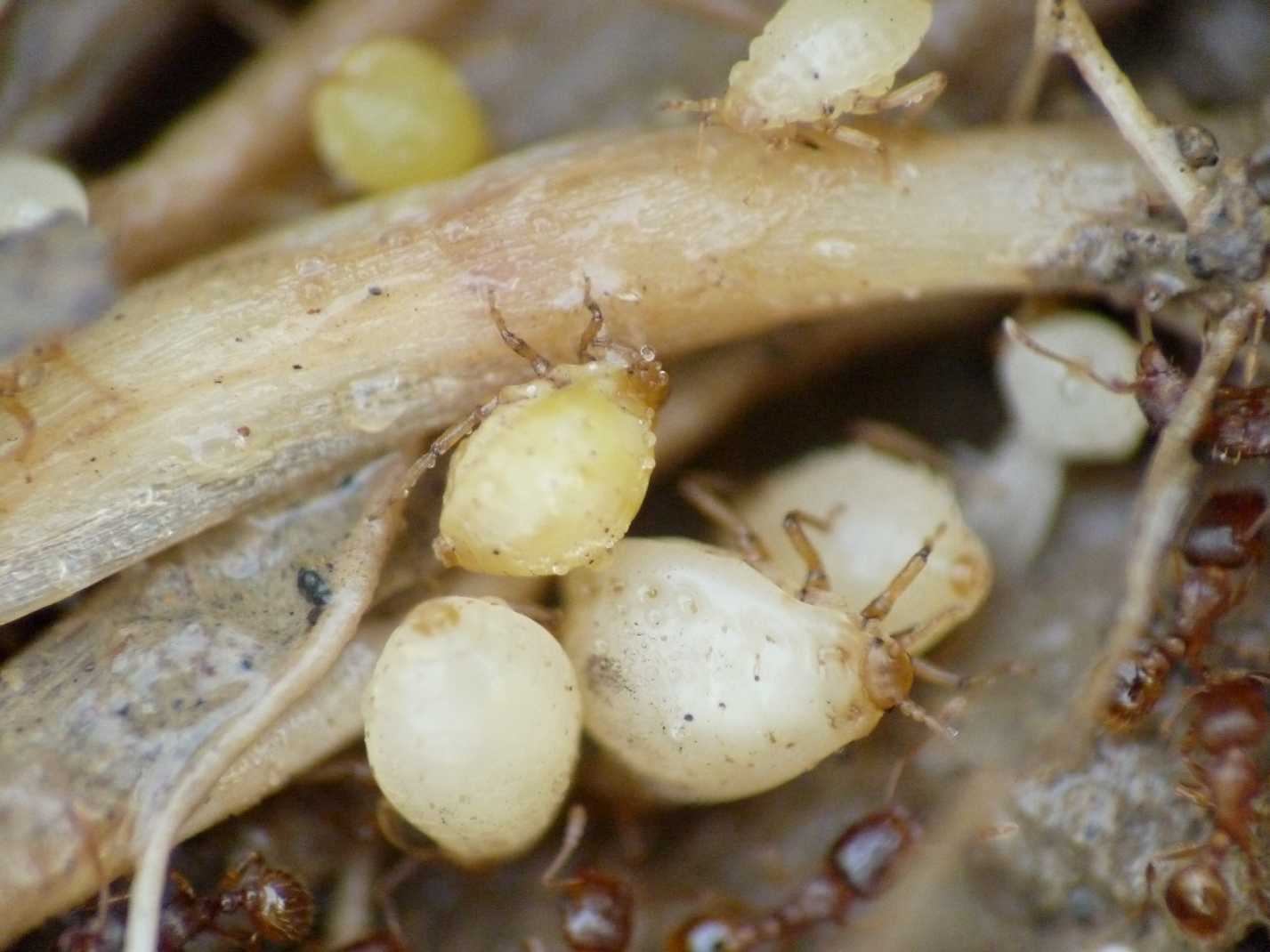 Altri afidi ( Fam.  Aphididae)  presso formiche Tetramorium